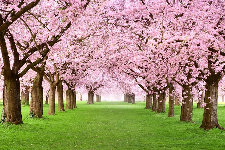 Cherry Tree Row