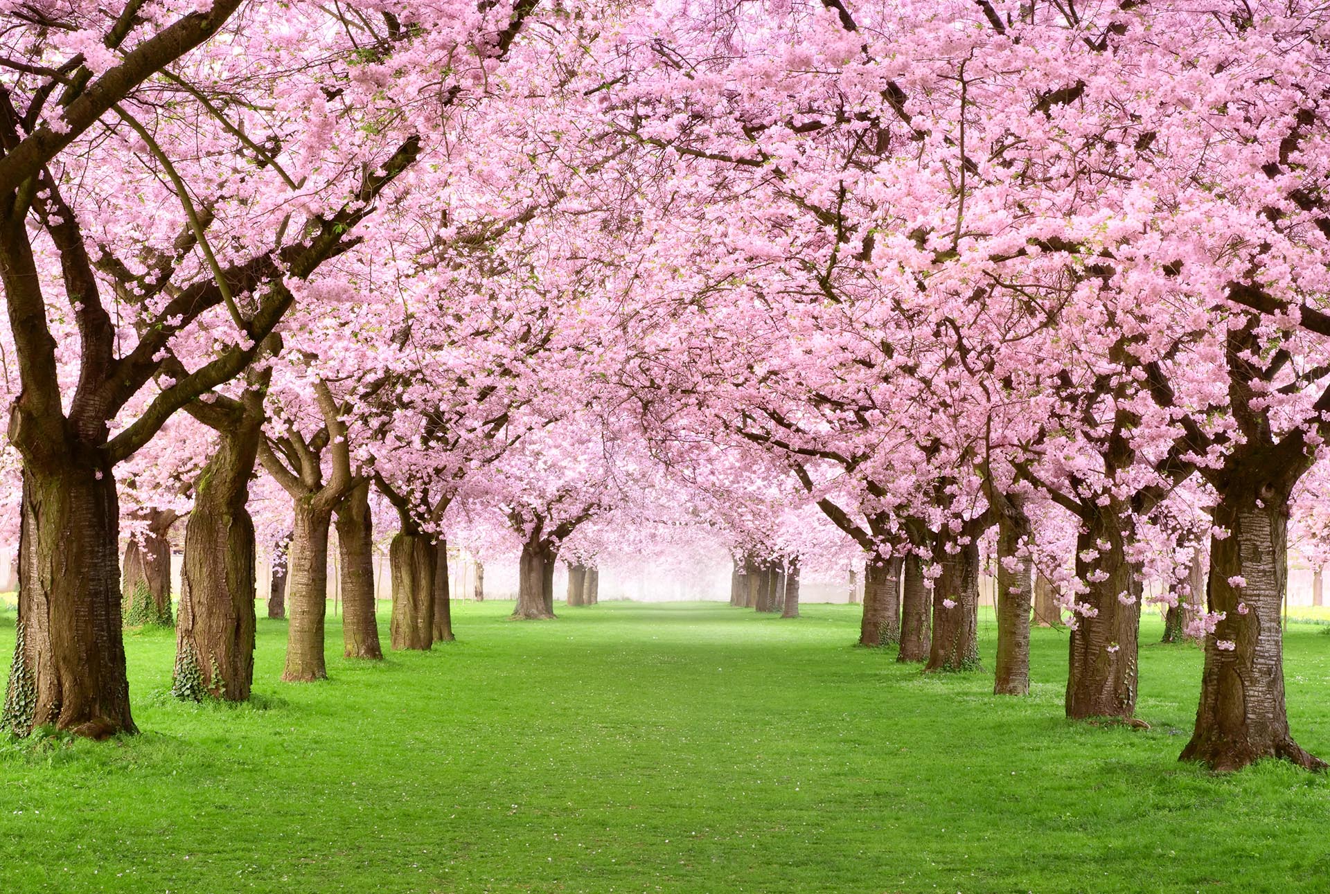 Cherry Tree Row